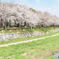 Beautiful Cherry Blossom of Hongseong Gun