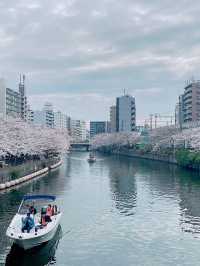 【横浜】サクラの名所/大岡川🌸✨