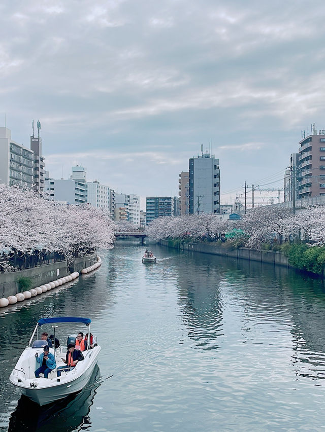 【横浜】サクラの名所/大岡川🌸✨