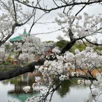 🌺 My favourite place of Ueno Park 🇯🇵