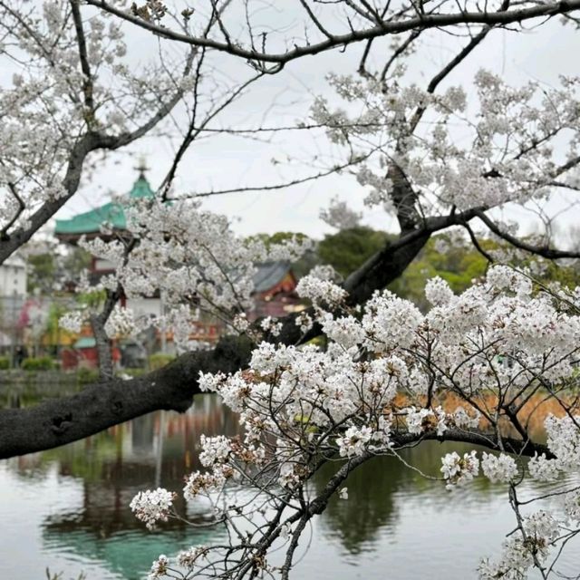 🌺 My favourite place of Ueno Park 🇯🇵
