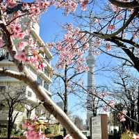💫 Tokyo’s most Vibrant District: Asakusa! 🇯🇵