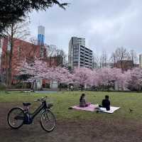 錦町公園 搖曳在陽光下的櫻花，姿態美不勝收