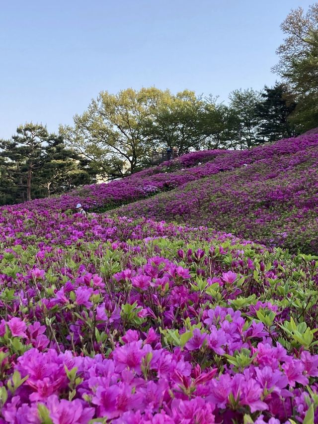 만개 임박🌸 군포 철쭉 축제
