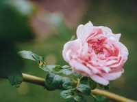 Klang Pana Roses Garden & Cafe Khao Yai