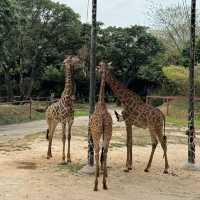 深圳野生動物園一日遊記🩷