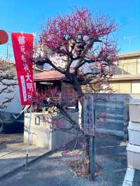 【藤原稲荷神社/東京都】紅白の梅の木が見守る