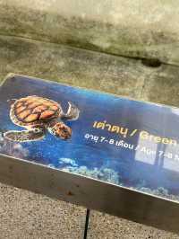 พาเด็กๆดูน้องเต่าทะเลกัน🐢