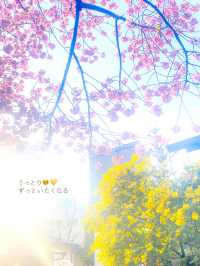 【東京】河津桜とミモザと神社