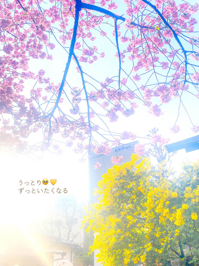 【東京】河津桜とミモザと神社
