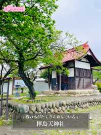 【拝島天神社/東京都】梅の木がたくさん並んでいる
