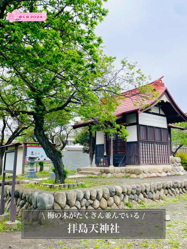 【拝島天神社/東京都】梅の木がたくさん並んでいる