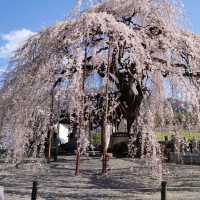 【周林寺】のぼんぼり桜