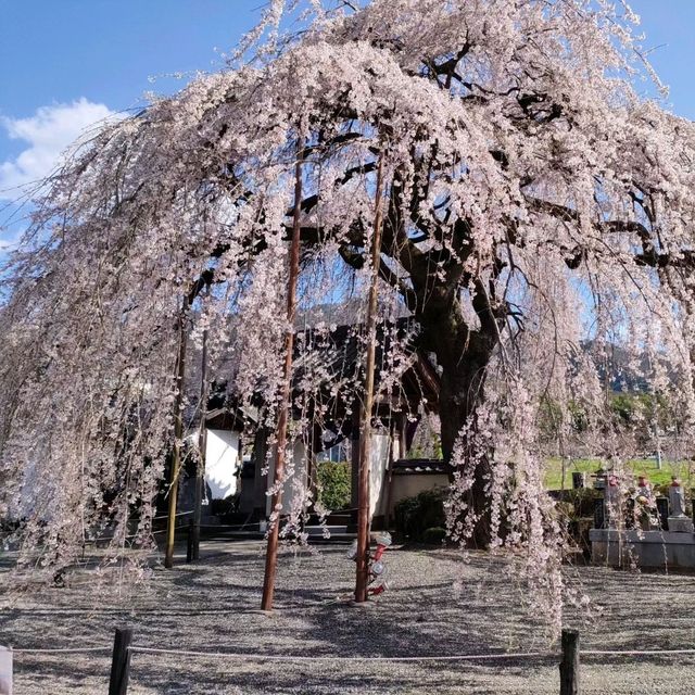 【周林寺】のぼんぼり桜