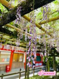 【奈良県】藤の名所「春日大社」へ