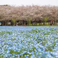 Uminonakamichi Seaside park