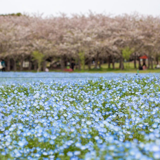 Uminonakamichi Seaside park