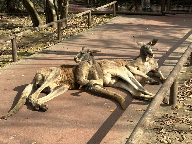 【福岡】🌴九州自然動物園：小動物摸摸樂，親子好去處！