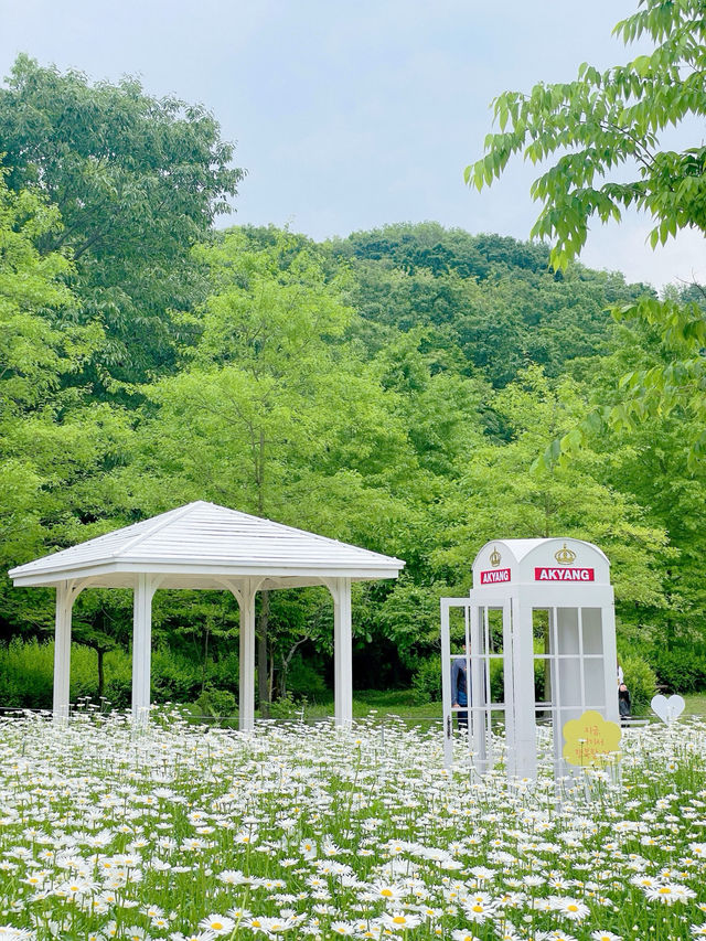 🤍함안 샤스타데이지군락!! 경남근교 제일 예쁜 곳🤍