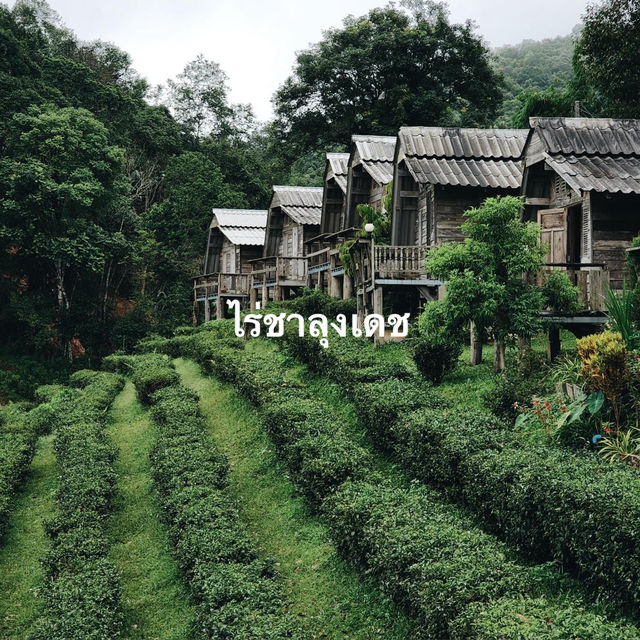 เที่ยวไร่ชาลุงเดช 