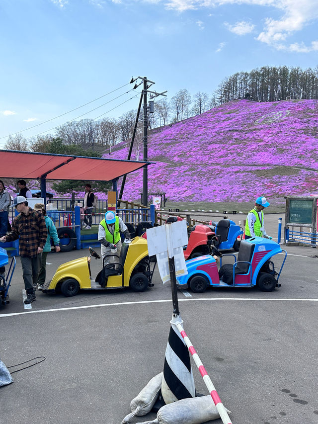 北海道最推薦的芝櫻公園💐