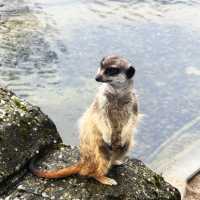 《丹麥🇩🇰 哥本哈根動物園 Copenhagen Zoo》 親子遊好去處