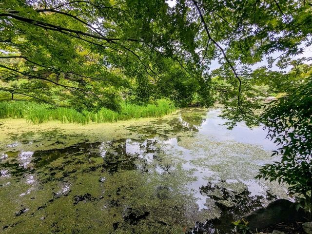 日本京都-能拍到京都塔小橋湖水倒影：涉成園