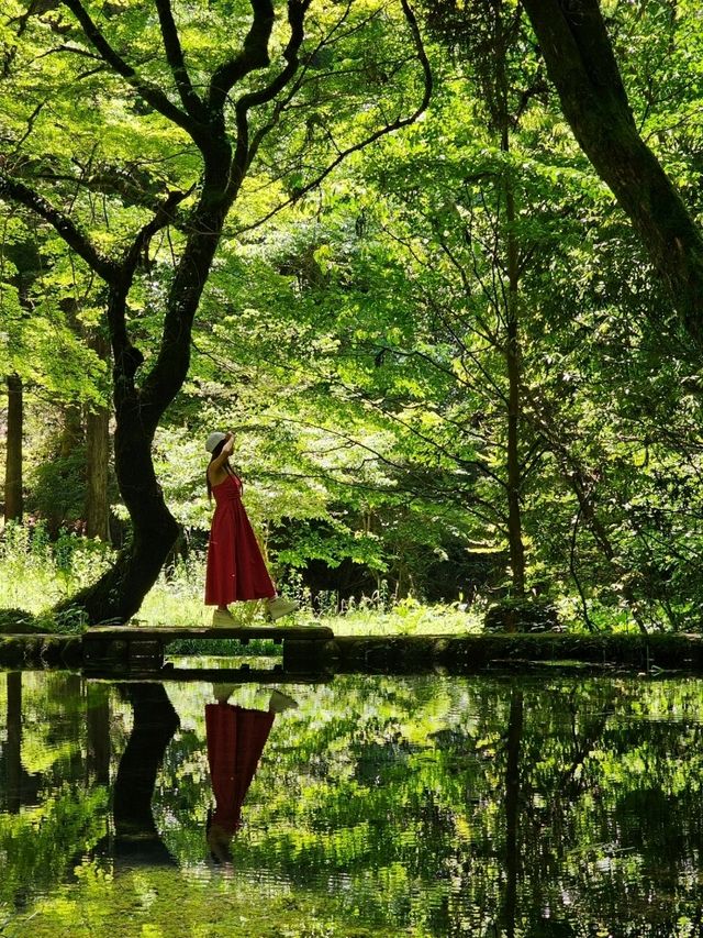 【熊本/ジブリの世界】秘境にあった、美しすぎる水源✨️