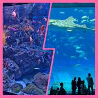 【沖繩】美麗海水族館：稀有水生物展示，適合親子活動