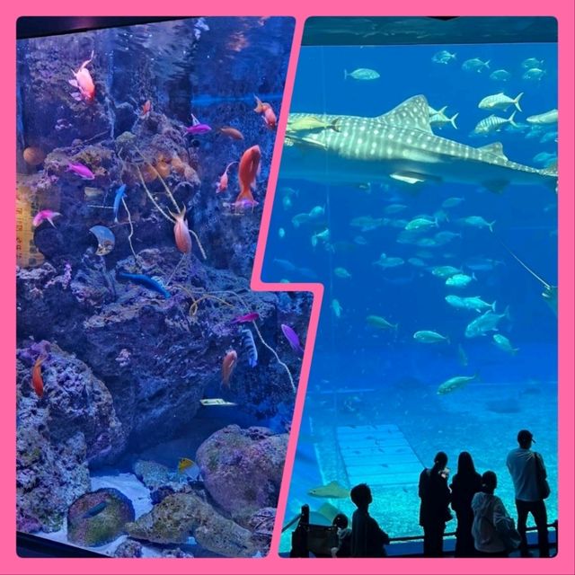 【沖繩】美麗海水族館：稀有水生物展示，適合親子活動