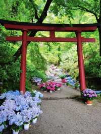 一度は訪れたい美しき花の寺💠💐🌿@奈良・岡寺