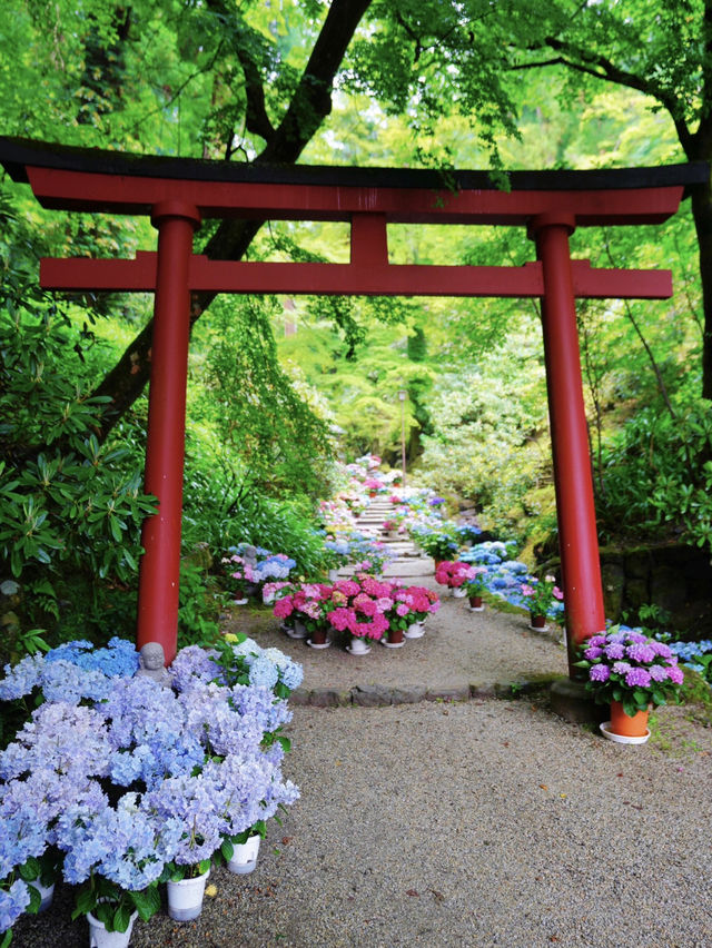 一度は訪れたい美しき花の寺💠💐🌿@奈良・岡寺
