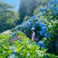 【長野県/岡谷市　色鮮やかな紫陽花が一面に広がる先には諏訪湖が見える絶景スポット✨】