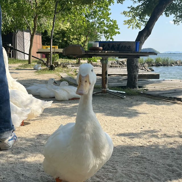 滋賀県アヒルに餌やりスポット