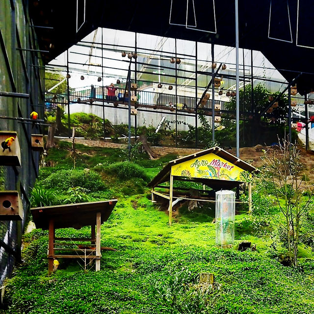 Blossoming Delights: Agro Market Cameron Highlands