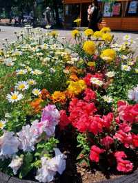 【北海道札幌市】お花が綺麗な大通公園🌷