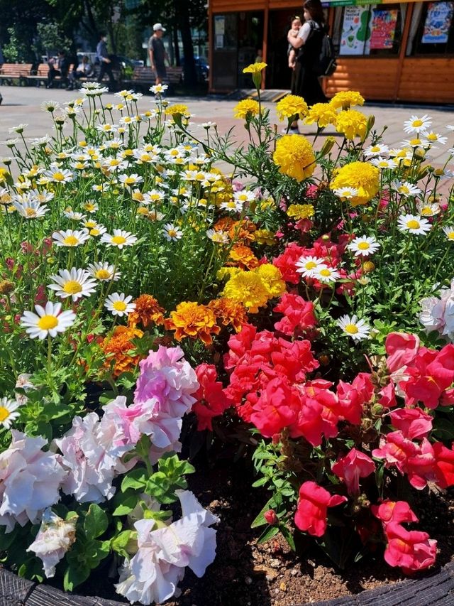 【北海道札幌市】お花が綺麗な大通公園🌷