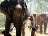 Bathing Elephants at Ao Nang, Krabi