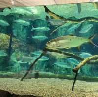 ไอเดียใหม่ ที่เที่ยวสิงคโปร์ river wonder
