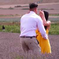 Hitchin (Lavander farm)