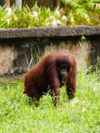 珍しい動物がたくさん！【ロッカウィ動物園】