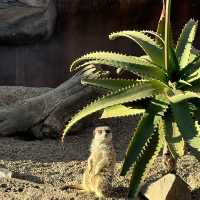 Australia Zoo