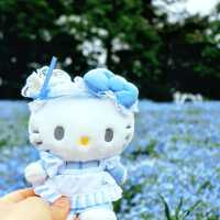 💙Hello Kitty 帶你遊日本粉碟花💙