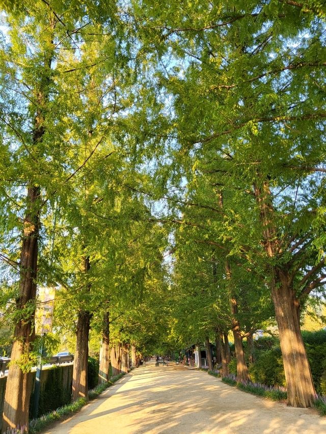 가을오기전 초록뷰도 멋진 담양 메타세콰이어길