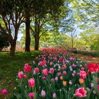 英彥山花園：鬱金香花海，充滿生機