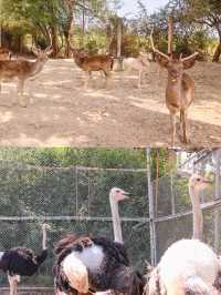 Safari Park Kanchanaburi  🦒🦁🦌