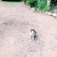 【🇯🇵京都】にゃんにゃんと招かれてやって来た🐈