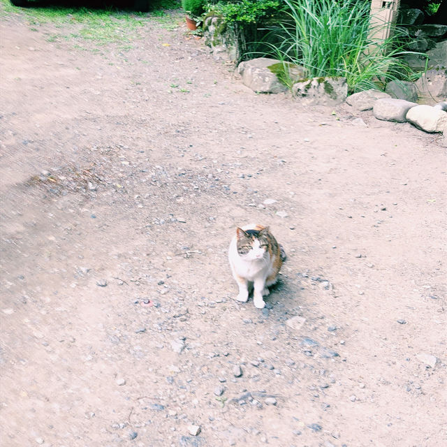 【🇯🇵京都】にゃんにゃんと招かれてやって来た🐈