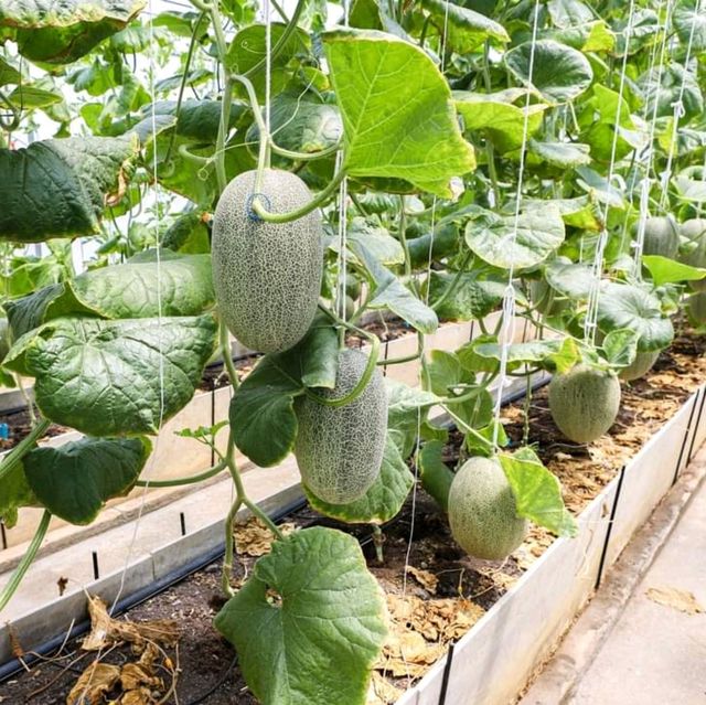 🍈🍈ร้านลับๆที่ไม่ลับฉบับชาวสมุทรปราการ