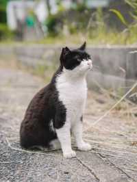 🇯🇵 福岡 絕對是貓奴的天堂景點🐈 被CNN評選為世界六大貓島——相島🐈‍⬛